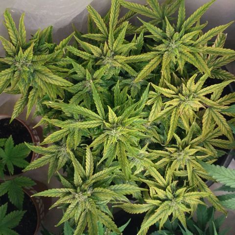 Satori growlog timeline photo