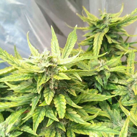 Satori growlog timeline photo