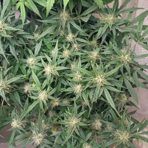 Tutankhamon growlog timeline photo