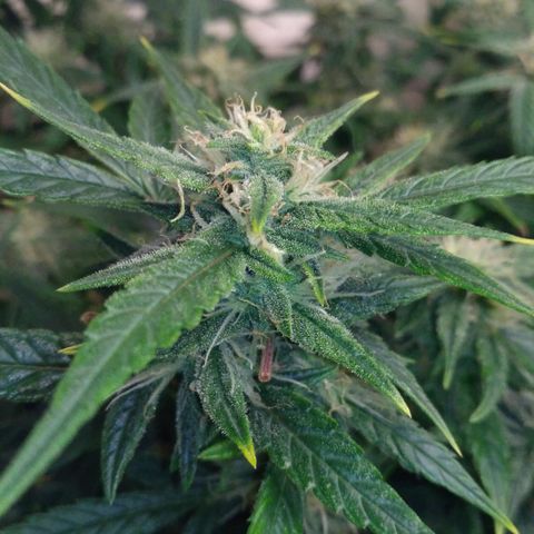 Tutankhamon growlog timeline photo