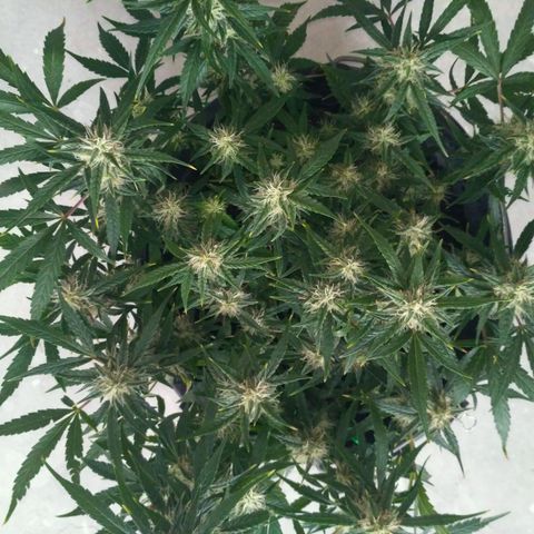 Tutankhamon growlog timeline photo