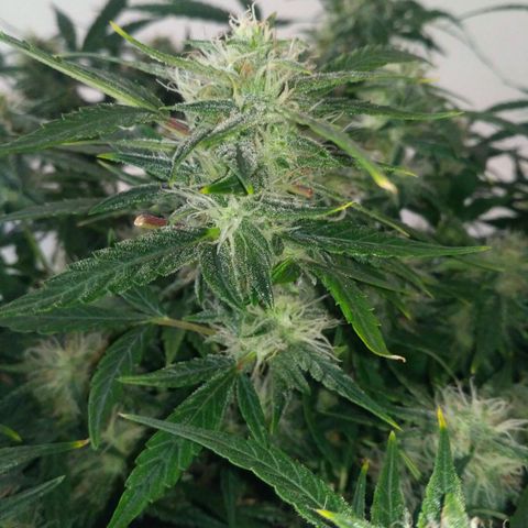 Tutankhamon growlog timeline photo