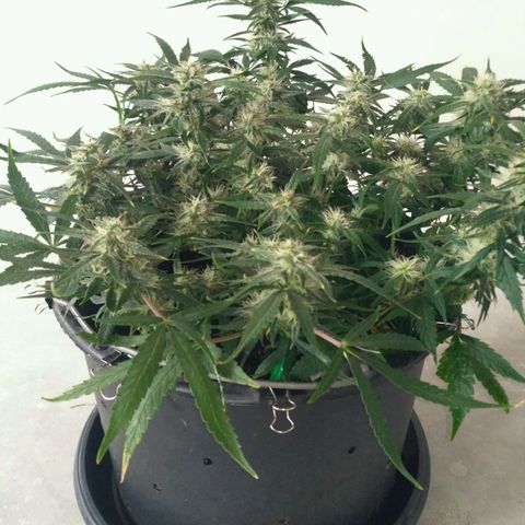 Tutankhamon growlog timeline photo