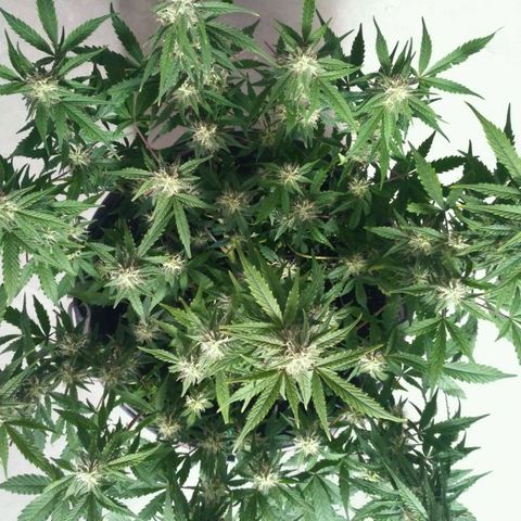 LSD growlog timeline photo