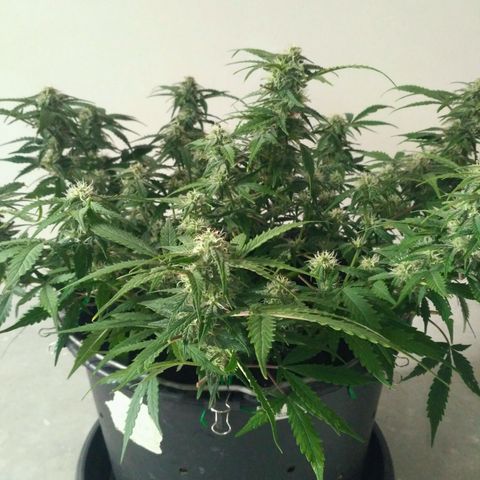 LSD growlog timeline photo