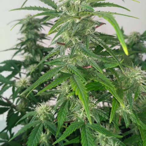 LSD growlog timeline photo