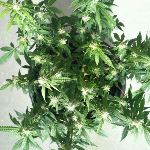 AK 47 Auto growlog timeline photo