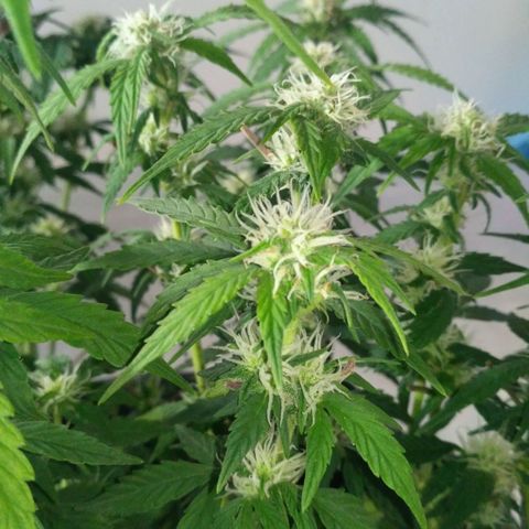 AK 47 Auto growlog timeline photo