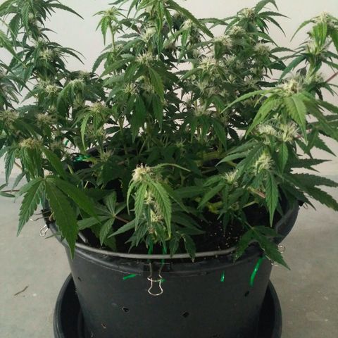 AK 47 Auto growlog timeline photo