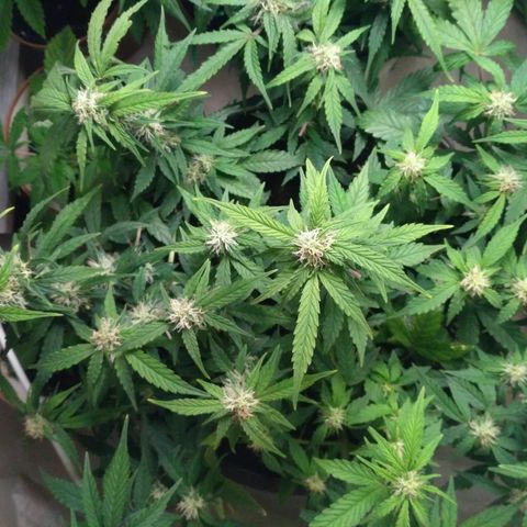 AK 47 Auto growlog timeline photo