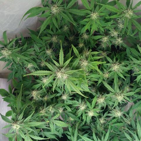LSD growlog timeline photo