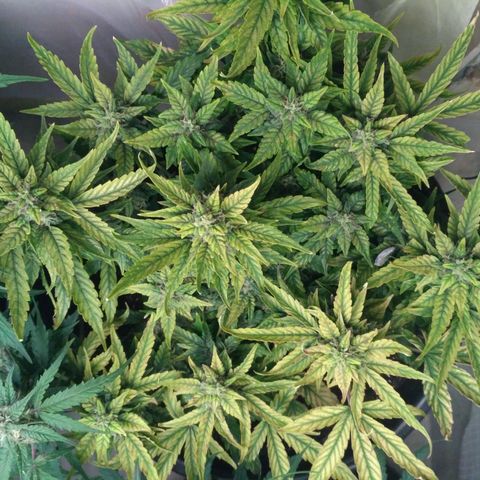 Satori growlog timeline photo