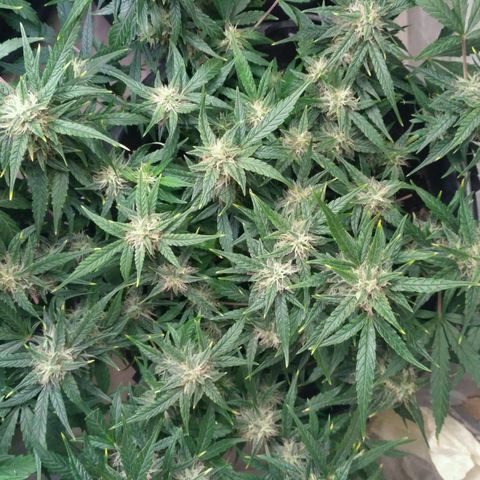 Tutankhamon growlog timeline photo