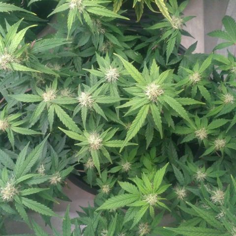 AK 47 Auto growlog timeline photo