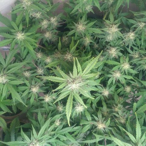 LSD growlog timeline photo