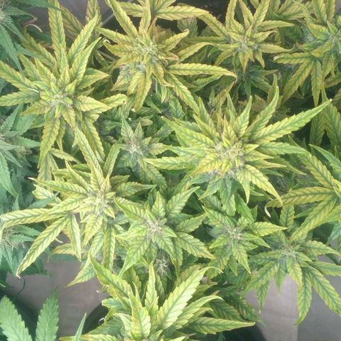Satori growlog timeline photo