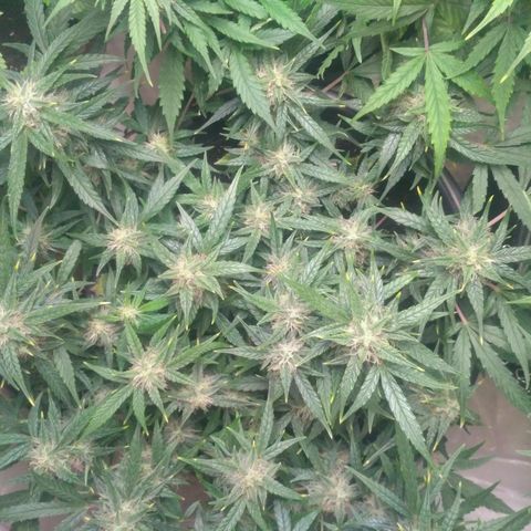 Tutankhamon growlog timeline photo