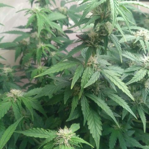 AK 47 Auto growlog timeline photo
