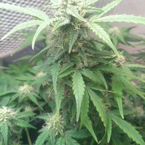LSD growlog timeline photo
