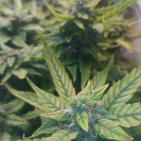 Satori growlog timeline photo