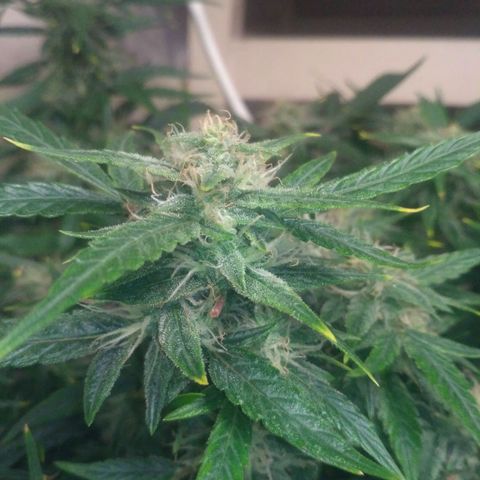 Tutankhamon growlog timeline photo