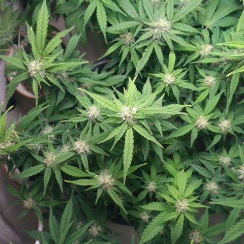 AK 47 Auto growlog timeline photo
