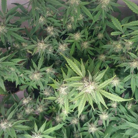 LSD growlog timeline photo