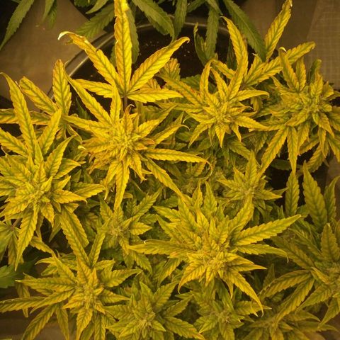 Satori growlog timeline photo