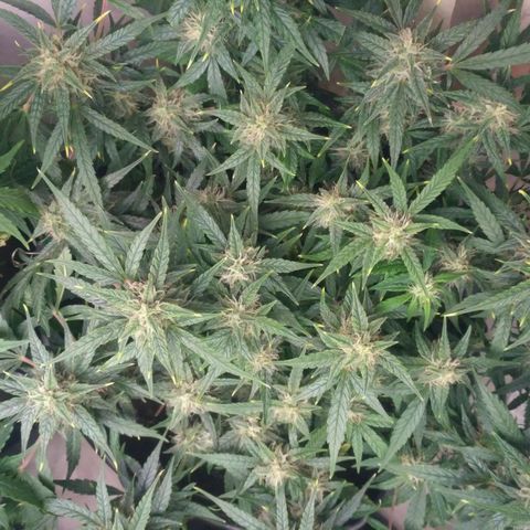 Tutankhamon growlog timeline photo
