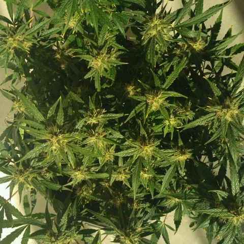 Tutankhamon growlog timeline photo