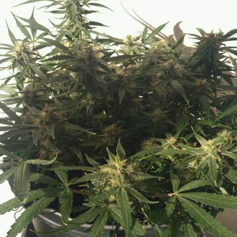 Tutankhamon growlog timeline photo
