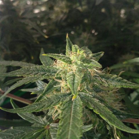 Tutankhamon growlog timeline photo