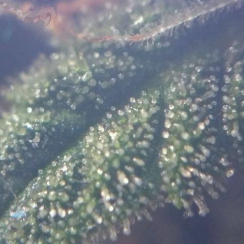 Tutankhamon growlog timeline photo