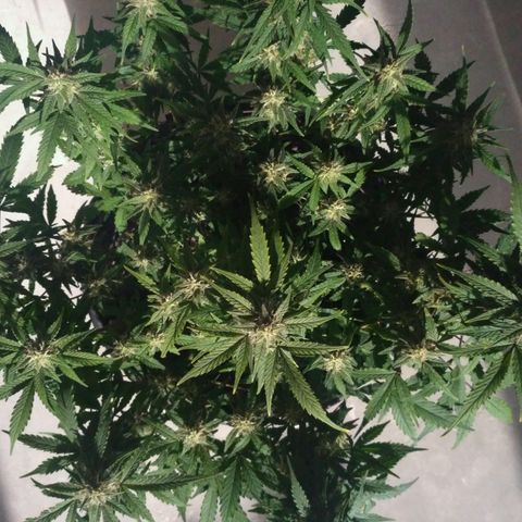 LSD growlog timeline photo