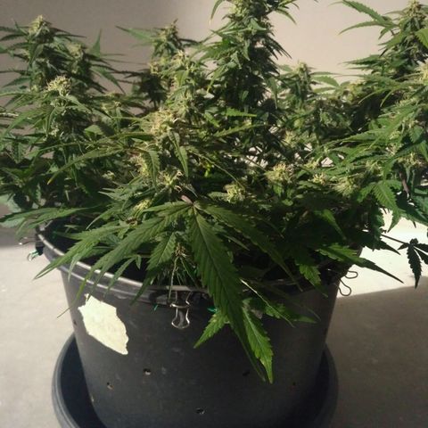 LSD growlog timeline photo