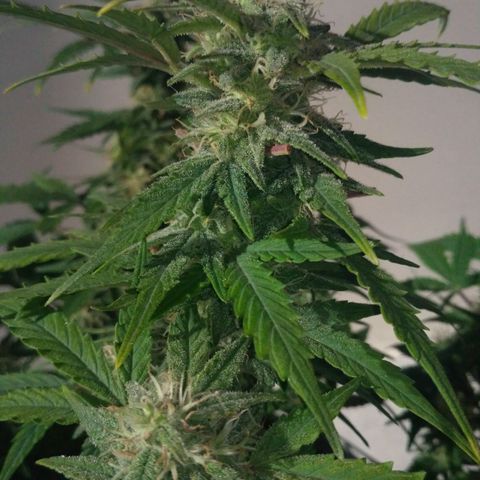 LSD growlog timeline photo
