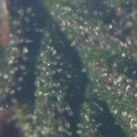 LSD growlog timeline photo