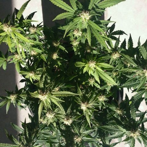 AK 47 Auto growlog timeline photo
