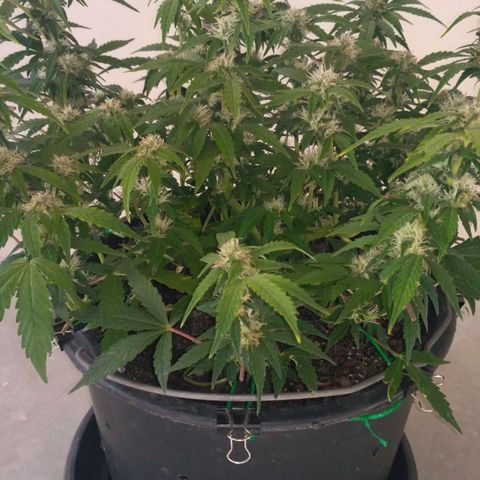 AK 47 Auto growlog timeline photo