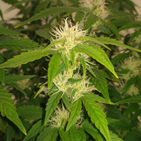AK 47 Auto growlog timeline photo