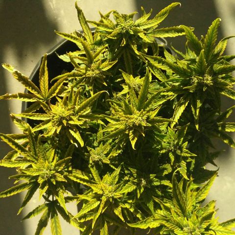 Satori growlog timeline photo