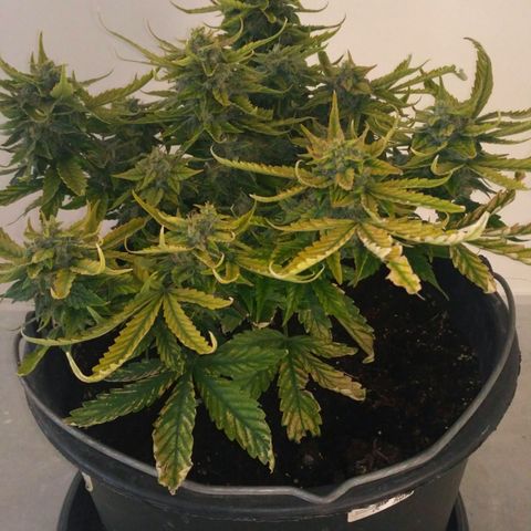 Satori growlog timeline photo