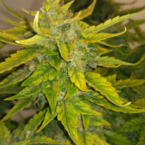 Satori growlog timeline photo