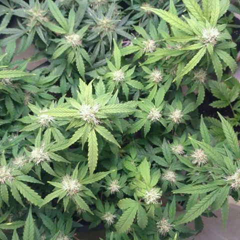 AK 47 Auto growlog timeline photo