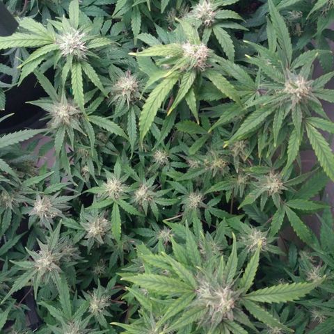 LSD growlog timeline photo