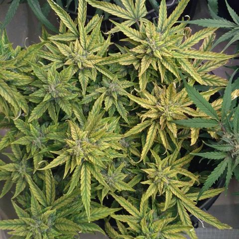 Satori growlog timeline photo