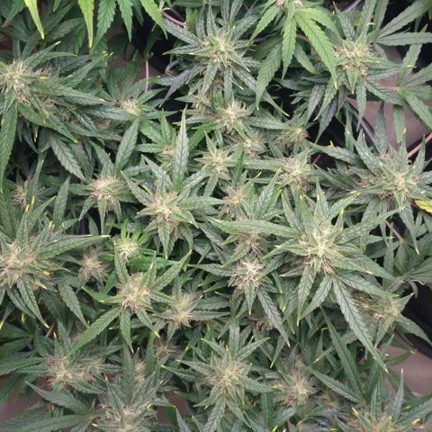 Tutankhamon growlog timeline photo