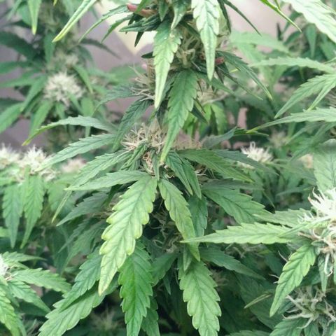 AK 47 Auto growlog timeline photo