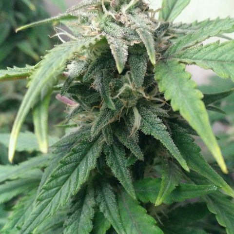 LSD growlog timeline photo