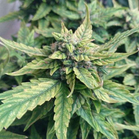 Satori growlog timeline photo